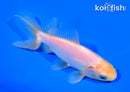 4.5" WAKIN GOLDFISH