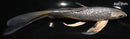 9" GINRIN METALLIC SORAGOI BUTTERFLY