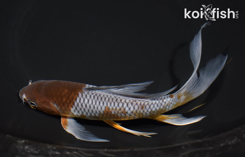 7.5" OCHIBA SHIGURE BUTTERFLY