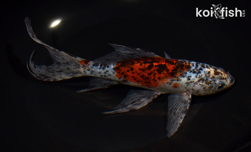 7.75" SHUBUNKIN GOLDFISH