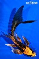 5.5" ARAGOKE BENI KIKOKURYU BUTTERFLY