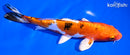 7" HEISEI NISHIKI