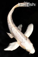 10.25" KIN KIKOKURYU BUTTERFLY