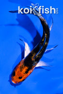 4" HEISEI NISHIKI BUTTERFLY
