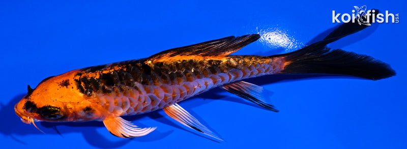 5.25" ORENJI MATSUBA BUTTERFLY