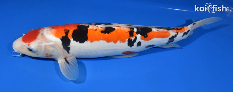 14.75" DOITSU SANKE