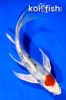 7.5" YAMATO NISHIKI BUTTERFLY