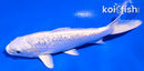 5.75" GINRIN PLATINUM OGON