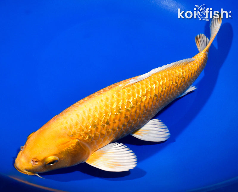 10.75" GINRIN YAMABUKI OGON