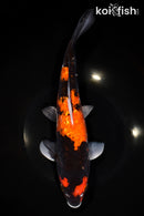 12.25" GINRIN DOITSU HI SHOWA