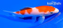4.75" KOHAKU