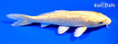6.75" GINRIN YAMABUKI OGON