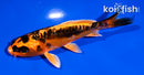 4" ARAGOKE BENI KIKOKURYU