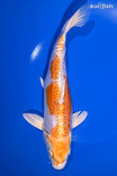 9.25" KIKUSUI