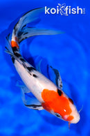 9.25" SANKE BUTTERFLY