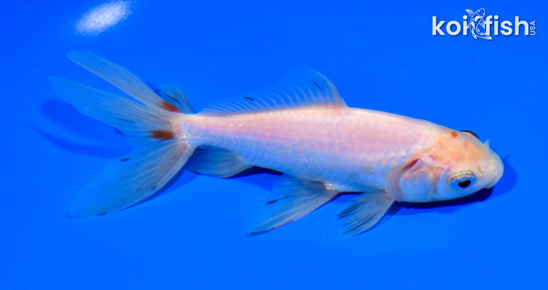 5.5" WAKIN GOLDFISH