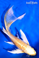 8" ARAGOKE YAMABUKI OGON BUTTERFLY