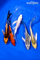 PACK OF (5) 4.5-5.5" BUTTERFLY KOI