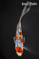 7.5" SHUBUNKIN GOLDFISH