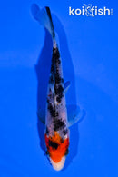 4.5" SANKE
