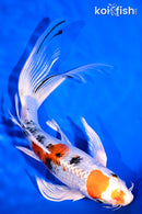 8.5" YAMATO NISHIKI BUTTERFLY