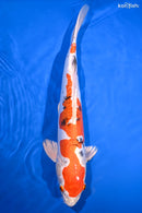 15.5" HEISEI NISHIKI
