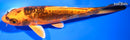 6.75" BENI KIKOKURYU