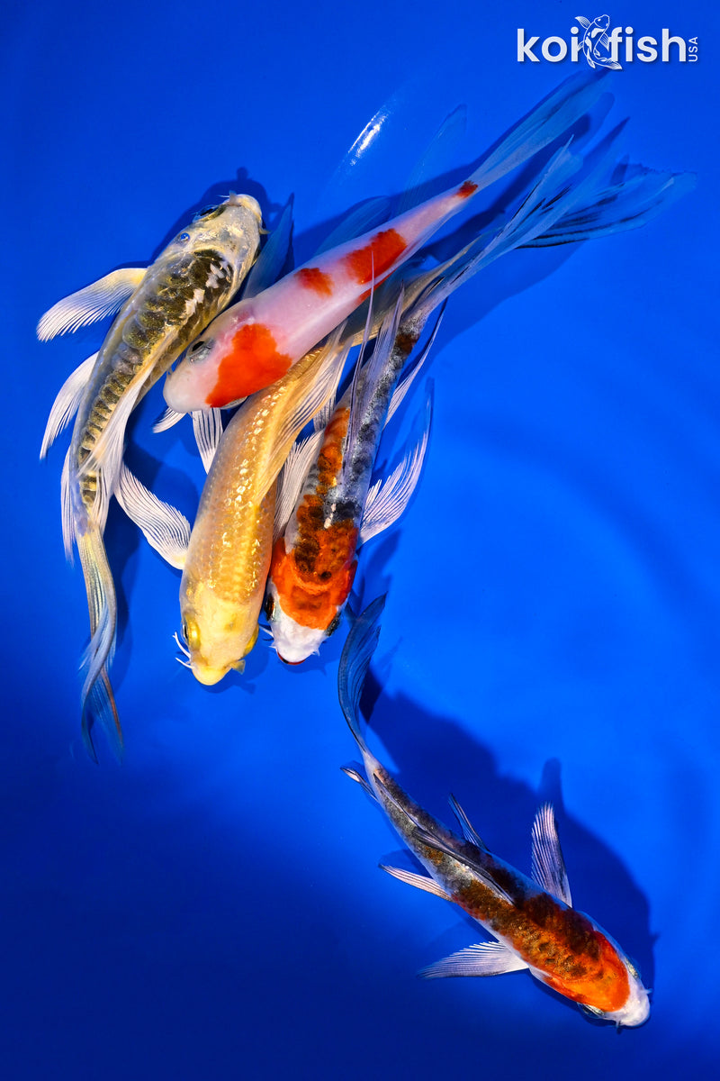PACK OF (5) 4.5-6" BUTTERFLY KOI