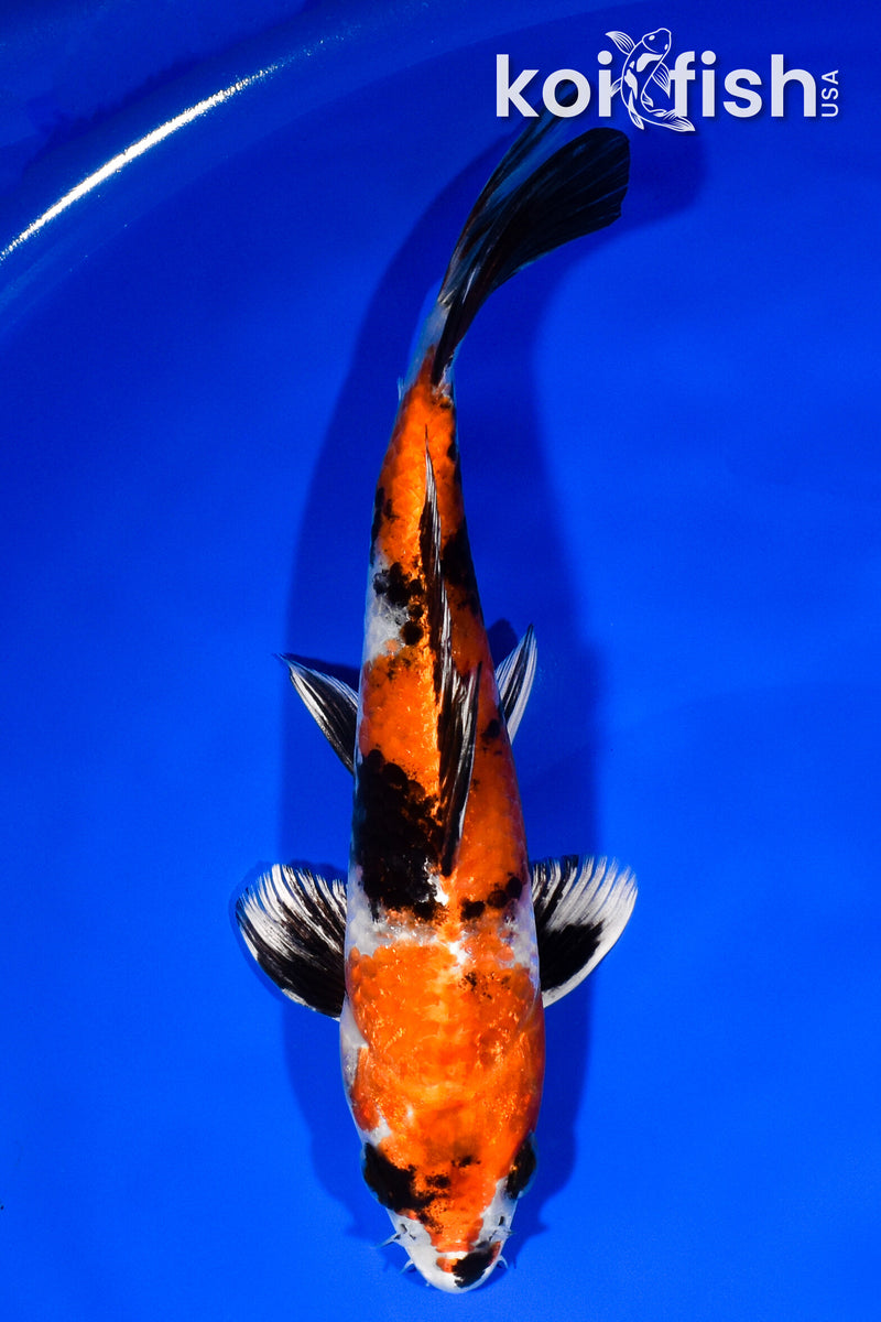 8.25" KIN SHOWA