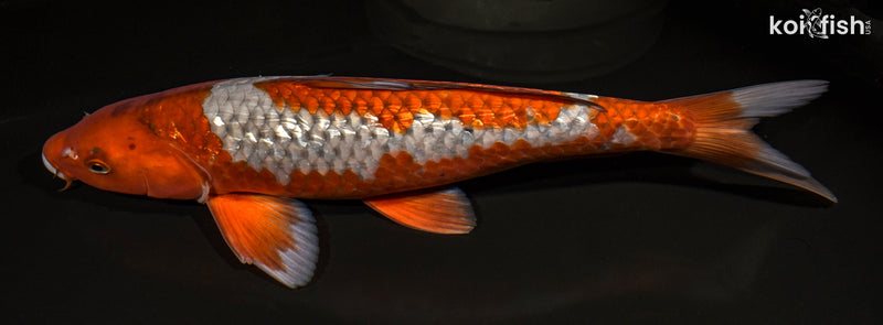 15.5" GINRIN OCHIBA SHIGURE