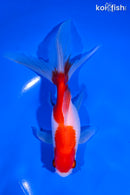 6.5" SARASA WATONAI GOLDFISH