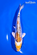6.75" BENI KIKOKURYU