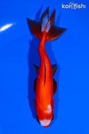 5.25" WATONAI GOLDFISH