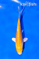 4" YAMABUKI OGON