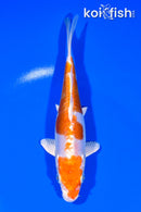 6.5" KIKUSUI