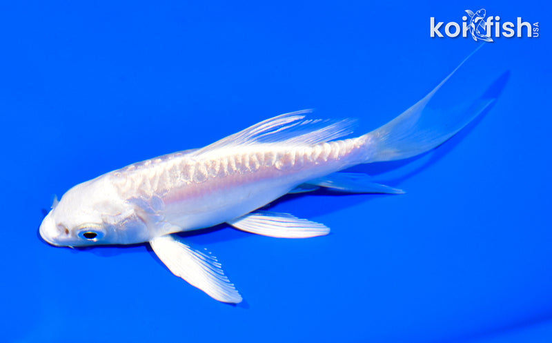 5.5" DOITSU PLATINUM OGON BUTTERFLY