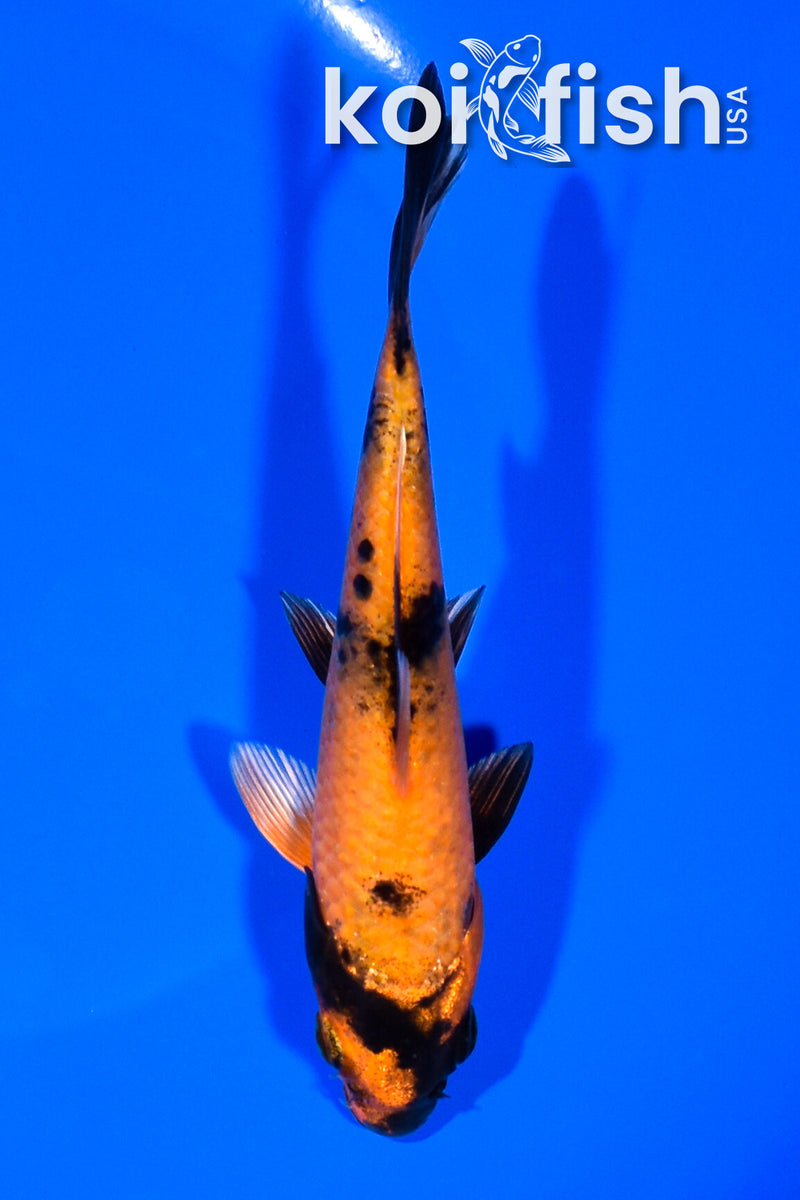 5.5" KIN HI UTSURI