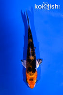 4" HEISEI NISHIKI