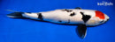 19.75" TANCHO SHOWA