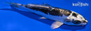 4.75" KIKOKURYU