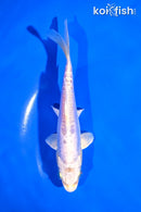 5.5" DOITSU PLATINUM OGON