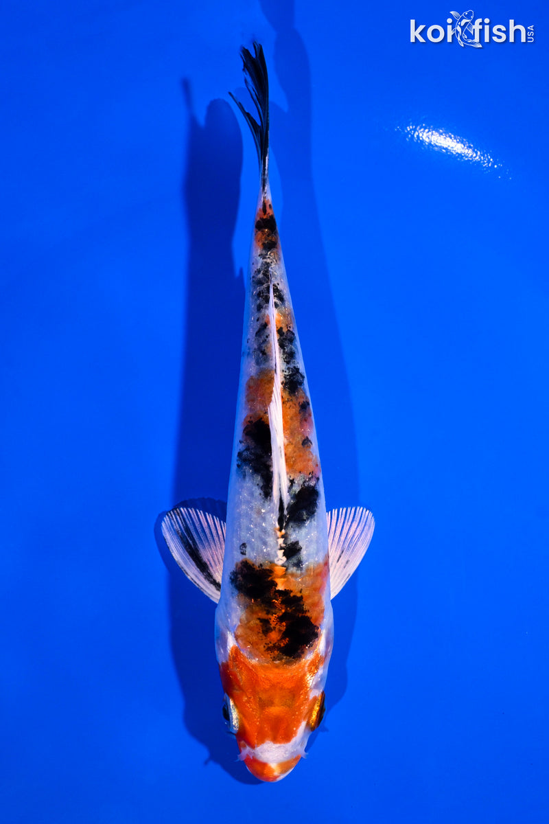 5.5" YAMATO NISHIKI