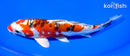8" ARAGOKE HEISEI NISHIKI