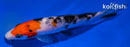 4.5" SANKE