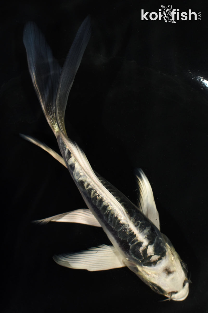 6" ARAGOKE KIKOKURYU BUTTERFLY