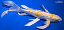 10.75" GINRIN LEMON HARIWAKE BUTTERFLY