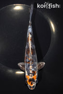 7.75" BENI KIKOKURYU