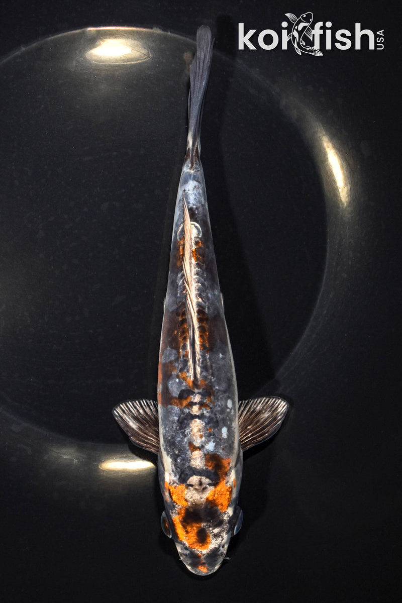 7.75" BENI KIKOKURYU
