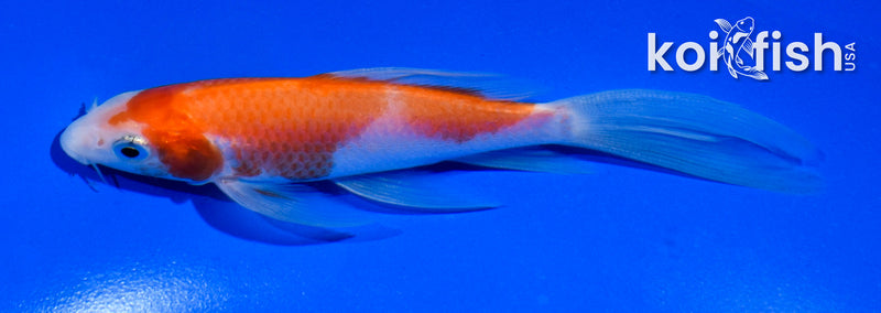 5" KOHAKU BUTTERFLY