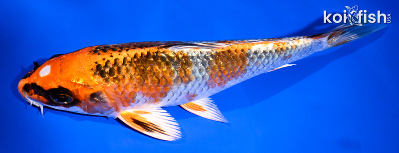 7.25" BENI GINGA